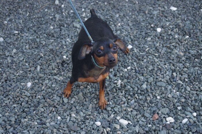 ブラックタンの女の子　里親募集中！！