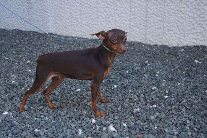 チョコタンの女の子　里親募集中！！