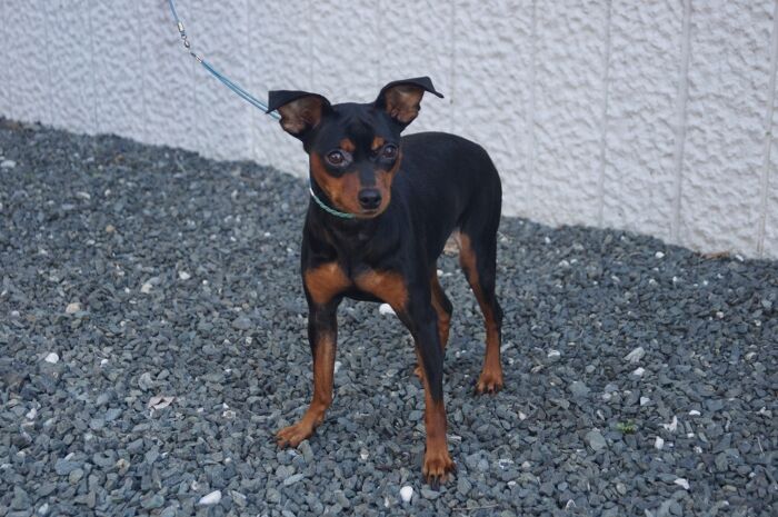 ブラックタンの女の子　里親募集中！！