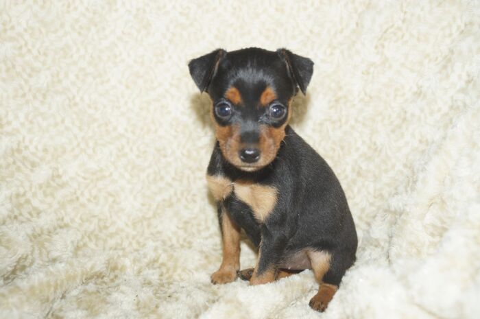 小ぶり！！【ブラックタン】女の子　(4)　ミニチュアピンシャー