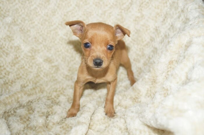 小ぶり！！【レッド】男の子　(５)　ミニチュアピンシャー