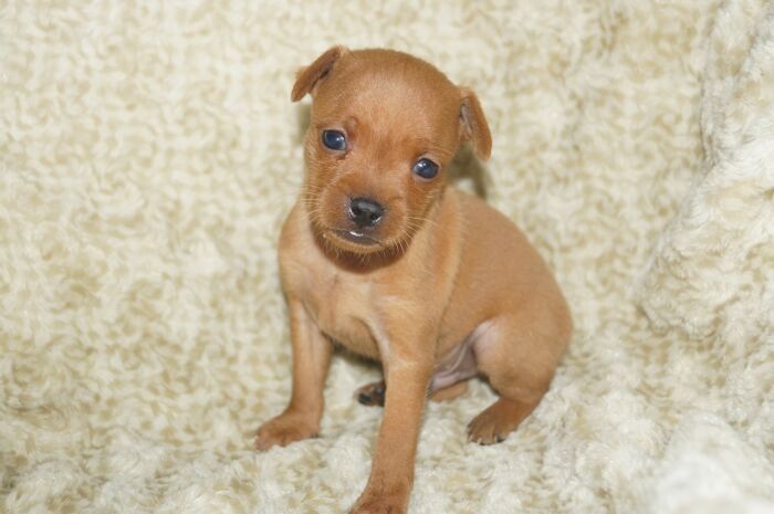 小ぶり！！【レッド】男の子　(４)　ミニチュアピンシャー