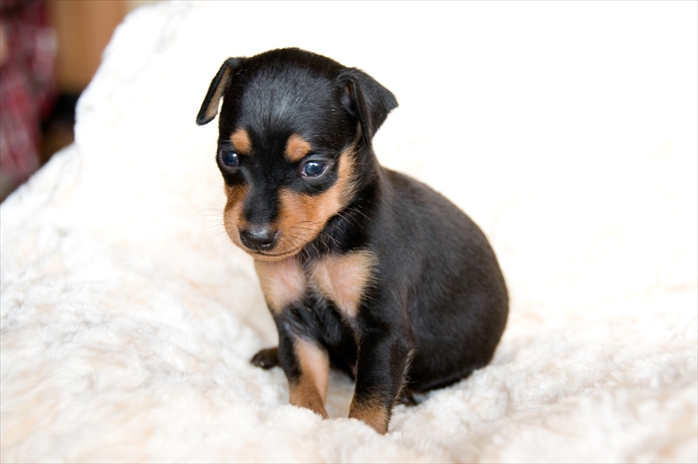 【女の子】ブラック＆タン