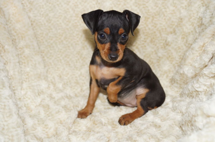 小ぶり！！【女の子】ブラック＆タン（112101）