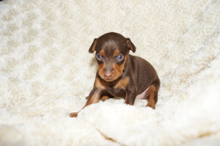 人気色！！【男の子】チョコレート＆タン