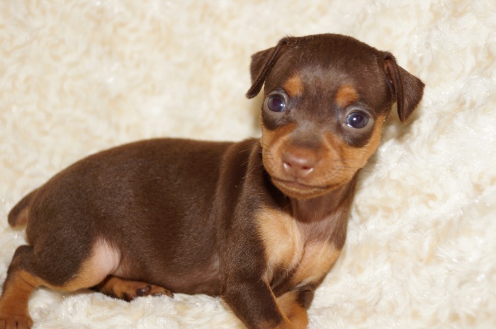 小ぶり【女の子】チョコレート＆タン