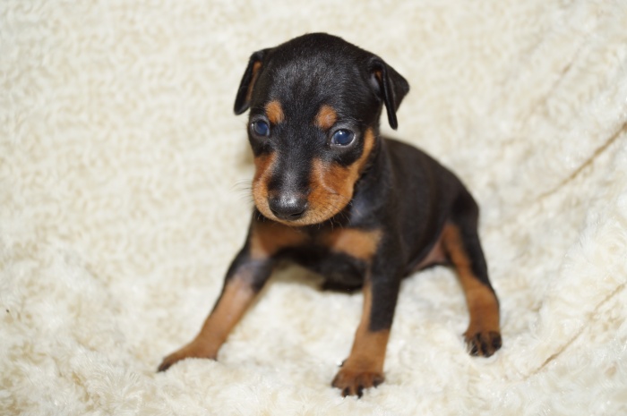 美人！！【女の子】ブラックタン（７１３２）