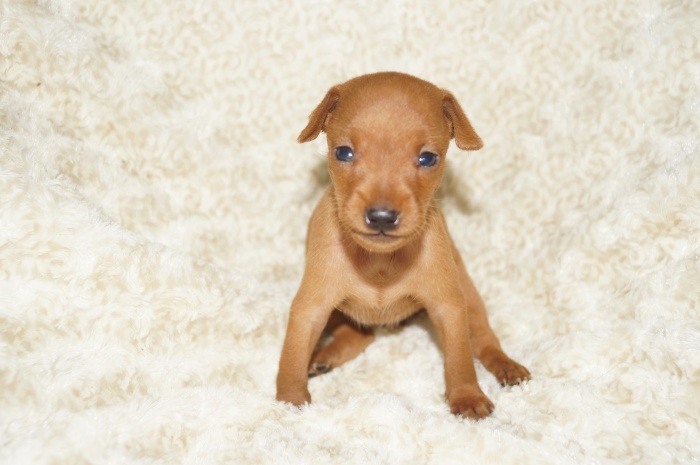 極小！！【女の子】レッド（８１４３）