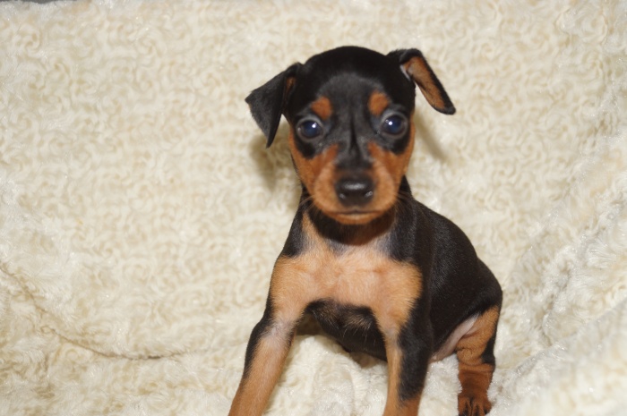 美人！！【女の子】ブラックタン（8222）