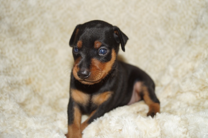 小ぶり！！【男の子】ブラック＆タン（9032）