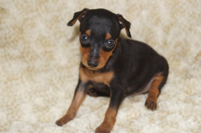 小ぶり イケメン！！【男の子】ブラックタン(9111)