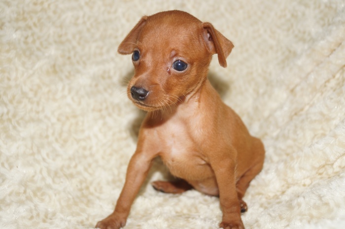 小ぶり！！【男の子】レッド(9112)