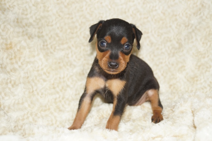 小ぶり　美人！！【女の子】ブラックタン（9133）