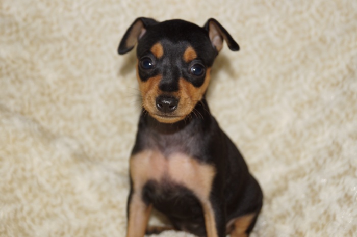 小ぶり美人！！【女の子】ブラックタン（９１９１）