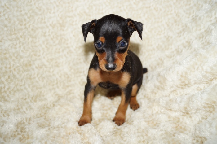 小ぶり！！【女の子】ブラックタン（10033）