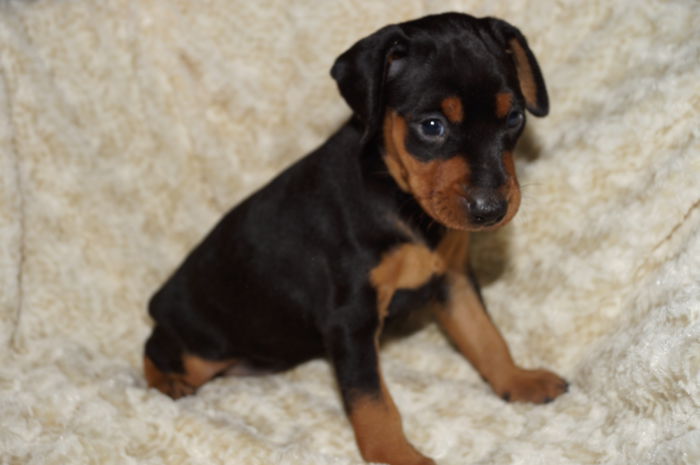 【男の子】ブラック＆タン  ミニチュアピンシャー