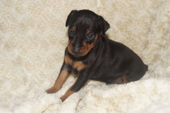 【男の子】ブラック＆タン　（122401）ミニチュアピンシャー