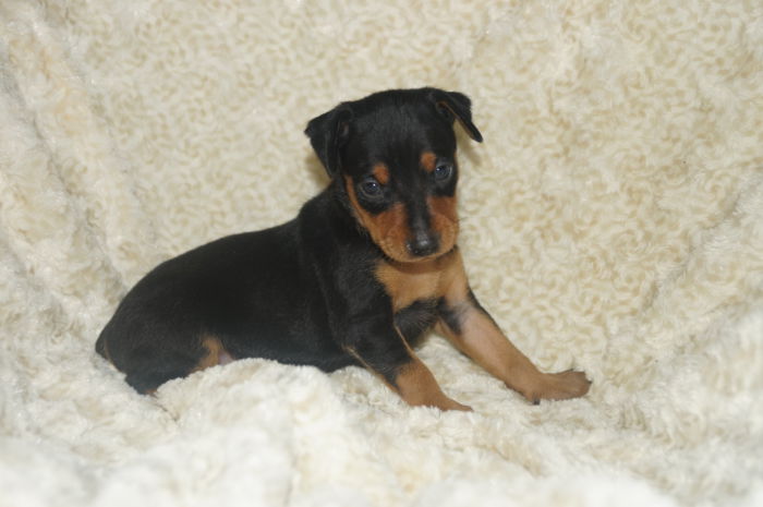 【男の子】ブラック＆タン　（122402）　ミニチュアピンシャー