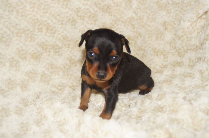 小ぶりイケメン！！【男の子】ブラック＆タン（010202）ミニチュアピンシャー