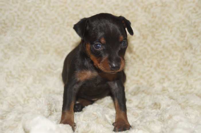 小ぶり【女の子】ブラック＆タン（010201）ミニチュアピンシャー