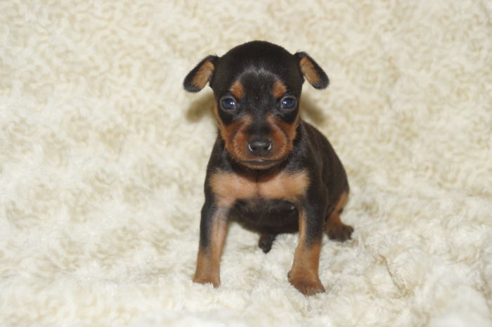 小ぶり美人【女の子】ブラック＆タン（010203）ミニチュアピンシャー