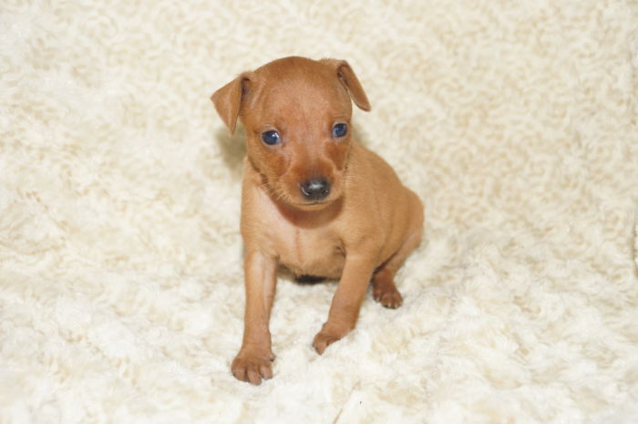 小ぶり【女の子】レッド（011701）