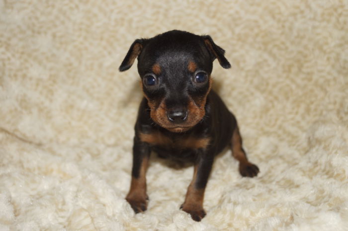 極小【女の子】ブラック＆タン（011702）