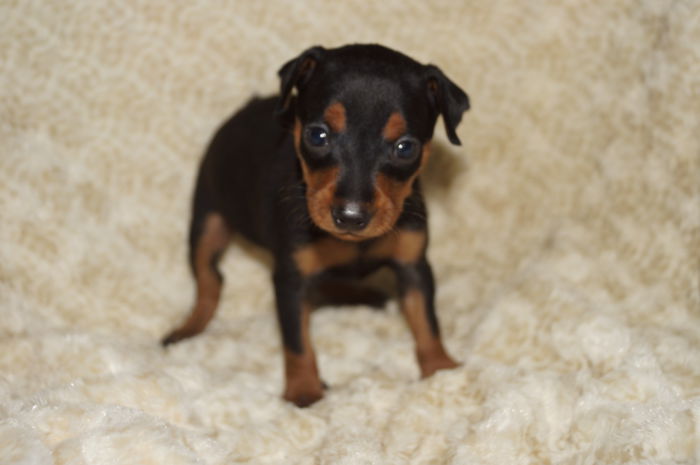 【女の子】ブラック＆タン（011703）ミニチュアピンシャー