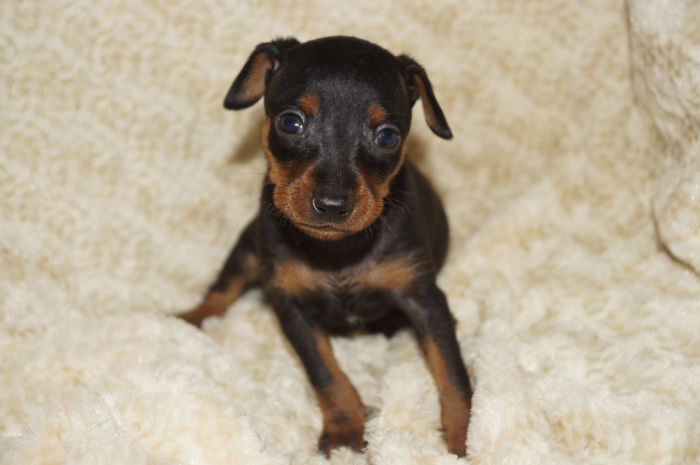 小ぶり【男の子】ブラック＆タン（011704）ミニチュアピンシャー