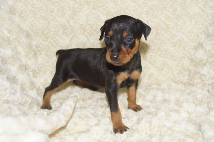 【女の子】ブラック＆タン（020603）