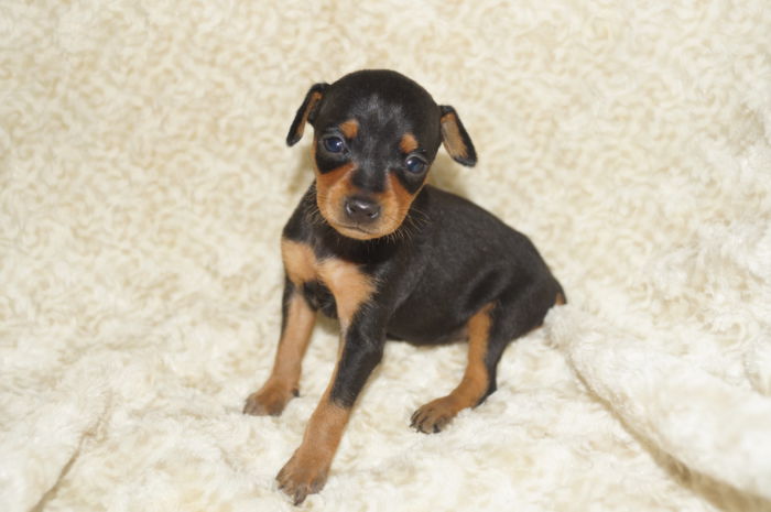 極小美人！！【女の子】ブラック＆タン（020604）