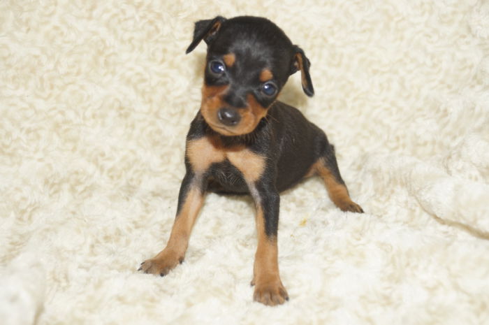 極小美人【女の子】ブラック＆タン（020605）