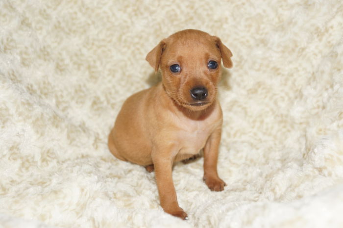 【レッド】女の子（030501）