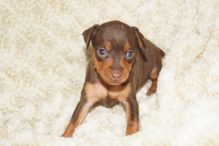 人気色！！【チョコレート＆タン】女の子（030502）