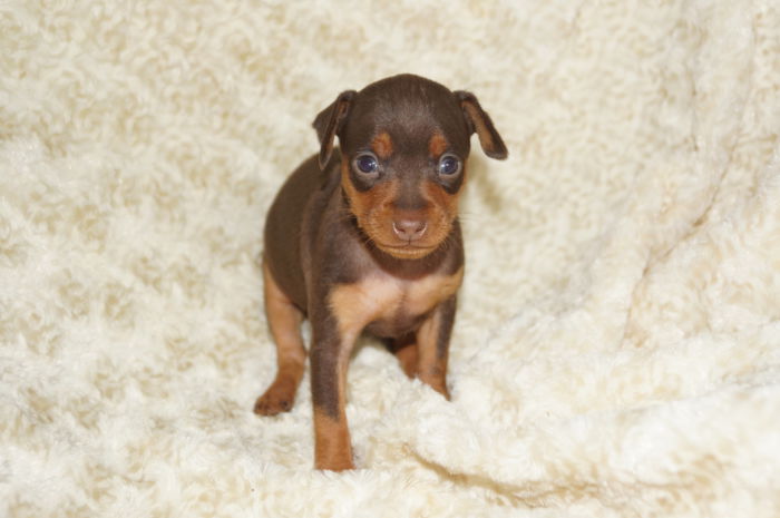 小ぶり人気色！！【チョコレート＆タン】男の子（032702）ミニチュアピンシャー