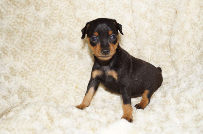 小ぶり！！【ブラック＆タン】女の子（031801）ミニチュアピンシャー