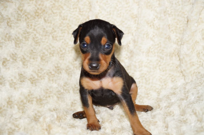 イケメン！！【ブラック＆タン】男の子（031902）ミニチュアピンシャー