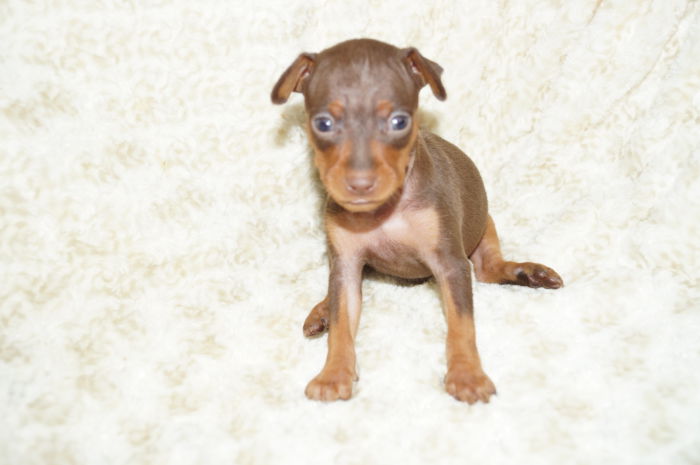 小ぶり人気色！！【チョコレート＆タン】男の子（032701）ミニチュアピンシャー