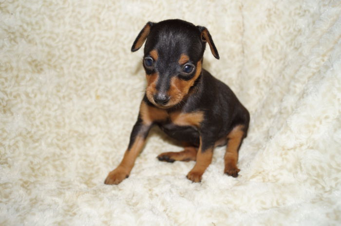 小ぶり！！【ブラック＆タン】男の子（032601）ミニチュアピンシャー