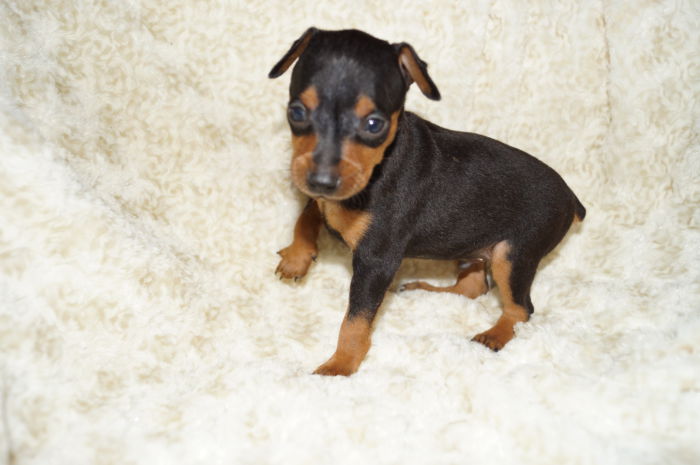 小ぶり！！【ブラック＆タン】男の子（032602）ミニチュアピンシャー