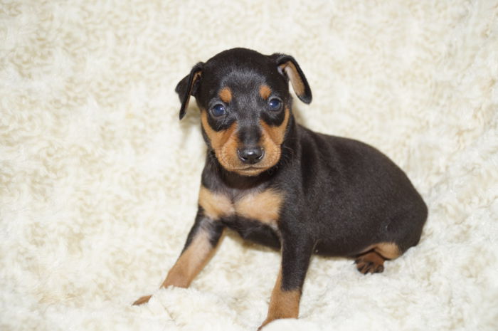 【ブラック＆タン】男の子（040201）ミニチュアピンシャー