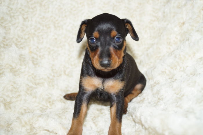 【ブラック＆タン】女の子（040202）ミニチュアピンシャー