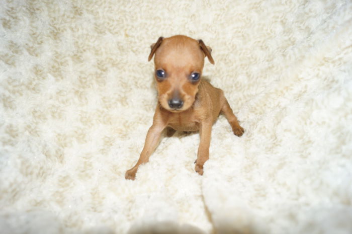 極小！！【レッド】男の子（040101）ミニチュアピンシャー