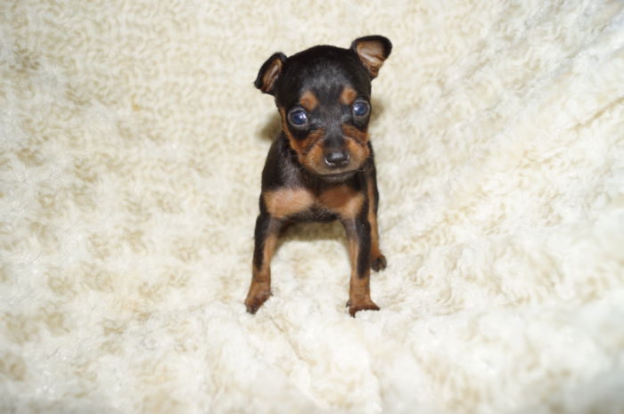 極小イケメン！！【ブラック＆タン】男の子（040102）ミニチュアピンシャー