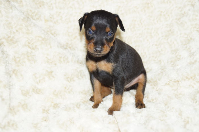 小ぶり！！【ブラック＆タン】男の子（041601）ミニチュアピンシャー