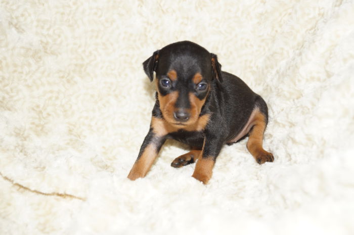 小ぶり！！【ブラック＆タン】女の子（050903）ミニチュアピンシャー