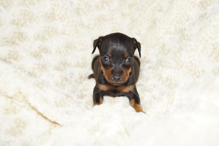 極小！！【ブラック＆タン】女の子（050902）ミニチュアピンシャー