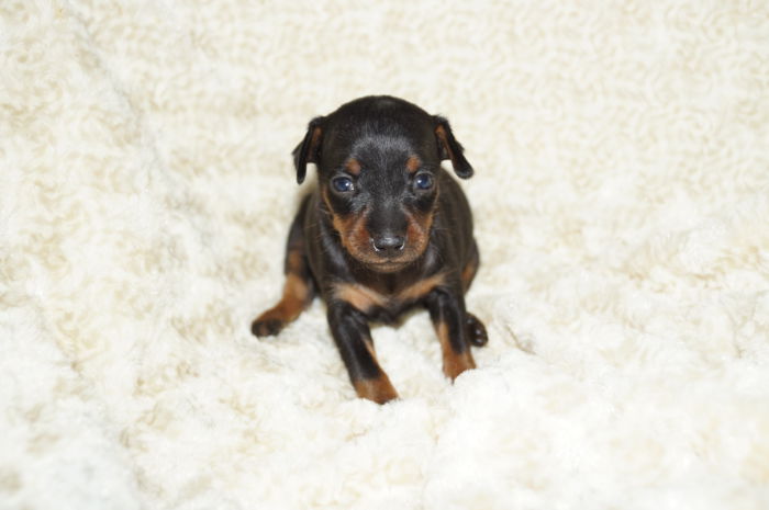 小ぶり！！【ブラック＆タン】女の子（050901）ミニチュアピンシャー