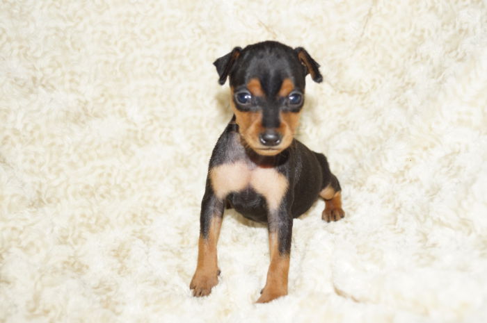 小ぶり美人！！【ブラック＆タン】女の子（050801）ミニチュアピンシャー