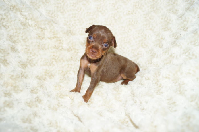 極小人気色！！【チョコレート＆タン】男の子（061001）ミニチュアピンシャー